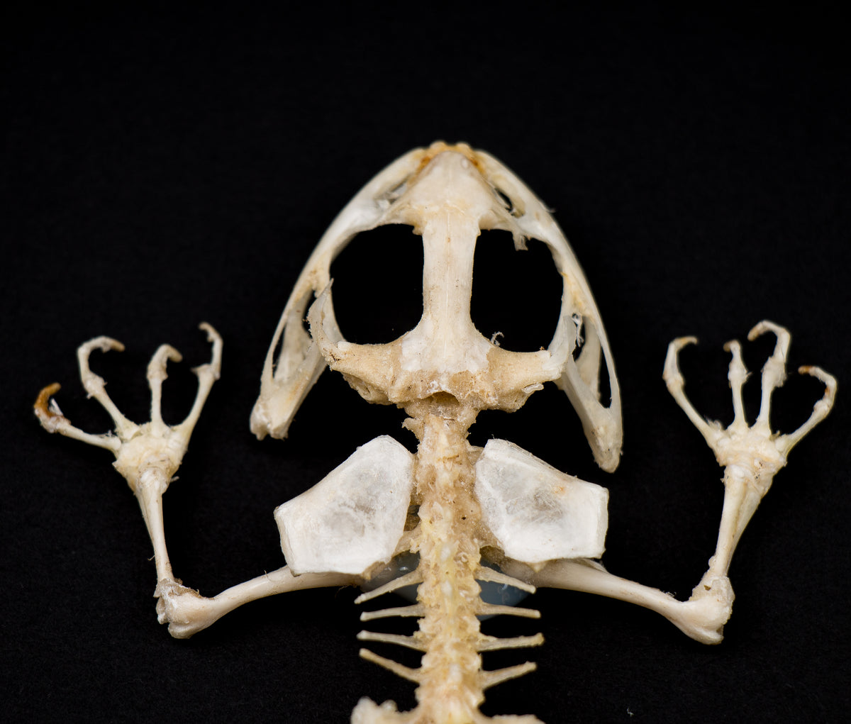 Herpetologi - Skelett - Grodskelett i tavla - (Fejervarya limnocharis)
