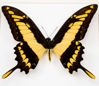Fjäril i tavla - Papilio thoas cinyras - Svart ram