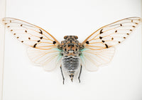Insekt i tavla - Cikada - Ayuthia Spectabilis