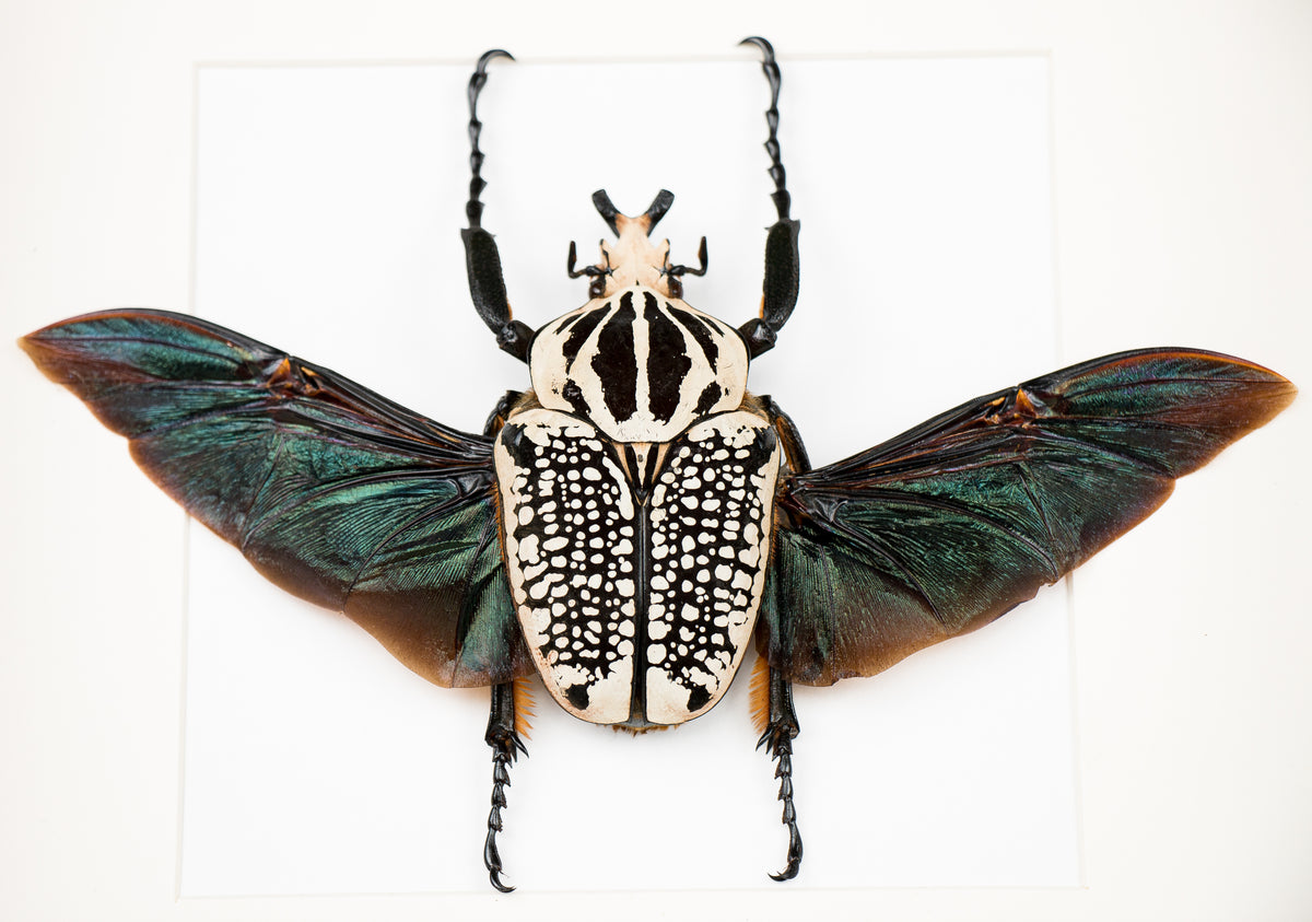 Insekt i tavla - Skalbagge - Goliathus Orientalis, hona