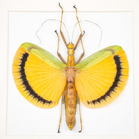 Entomologi / Taxidermi - Insekt i tavla - Tagesoidea nigrofasciata