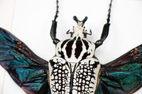 Insekt i tavla - Skalbagge - Goliathus Orientalis, hane