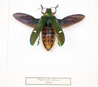 Insekt i tavla - Skalbagge - Megaloxantha nigricornis