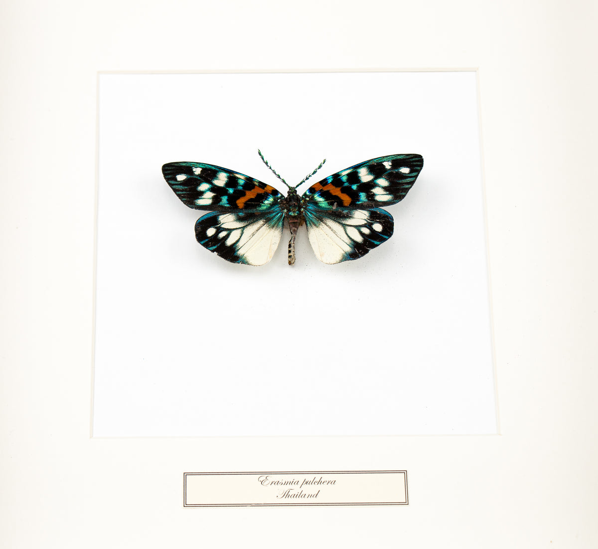 Fjäril i tavla - Erasmia pulchera - Vit ram